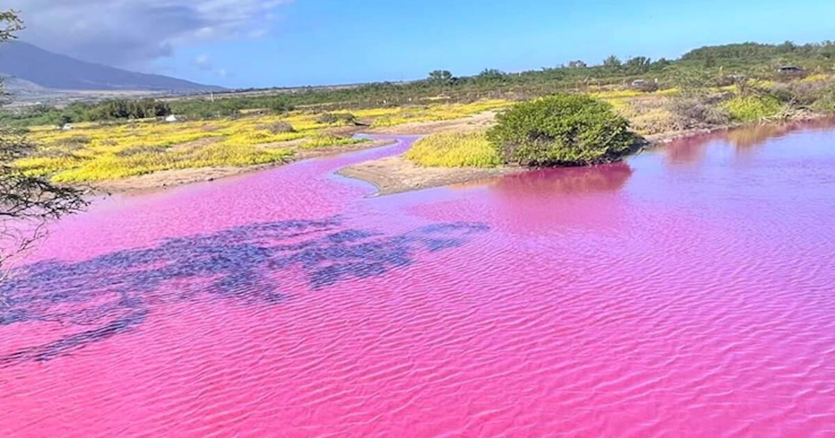 Pinkfarbenes Wasser Auf Maui Seltenes Naturspektakel Sorgt F R Staunen