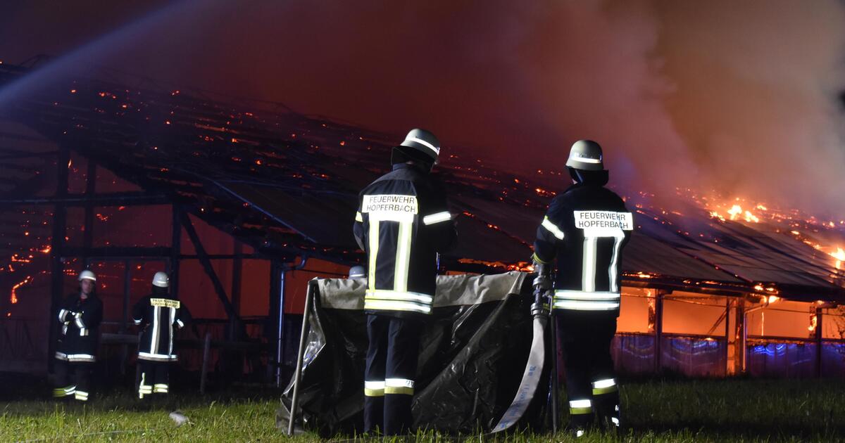 Mehr Als Hundert Tiere Sterben Bei Verheerendem Brand In Kuhstall