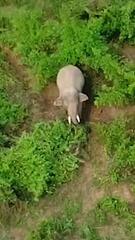 Allein auf Insel: Einsamer Elefant soll gerettet werden