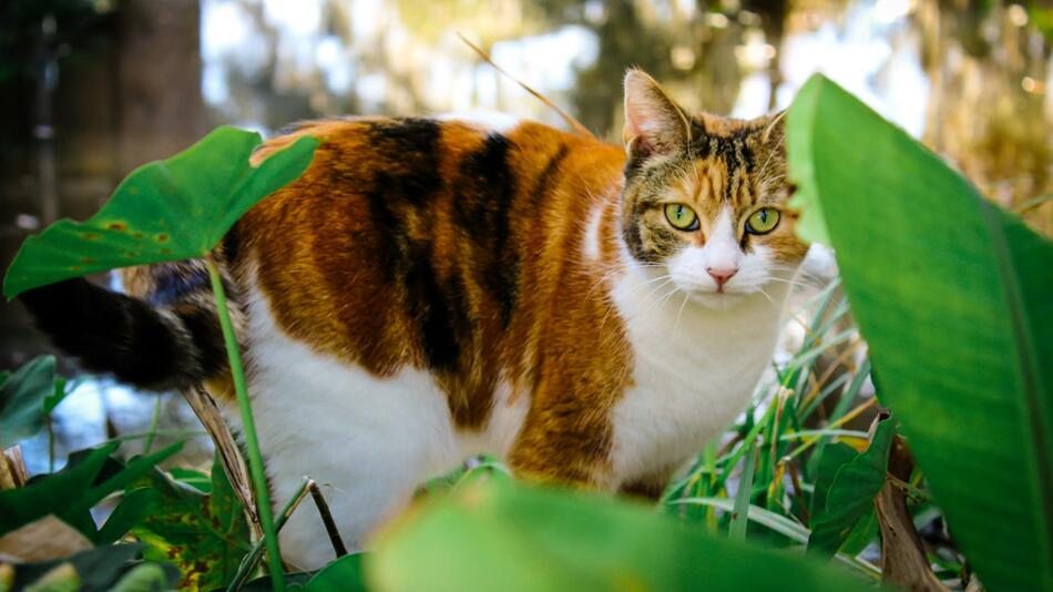 Jäger erschossen 2.580 Katzen in einem Jahr.