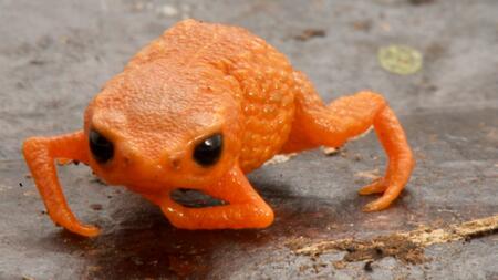 Sie glauben nicht, wie winzig klein dieser Frosch ist
