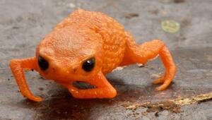 Neues Fröschlein in Brasilien entdeckt