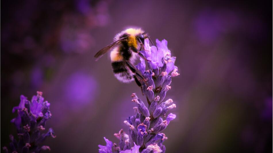 Biene sitzt auf einer Blume.