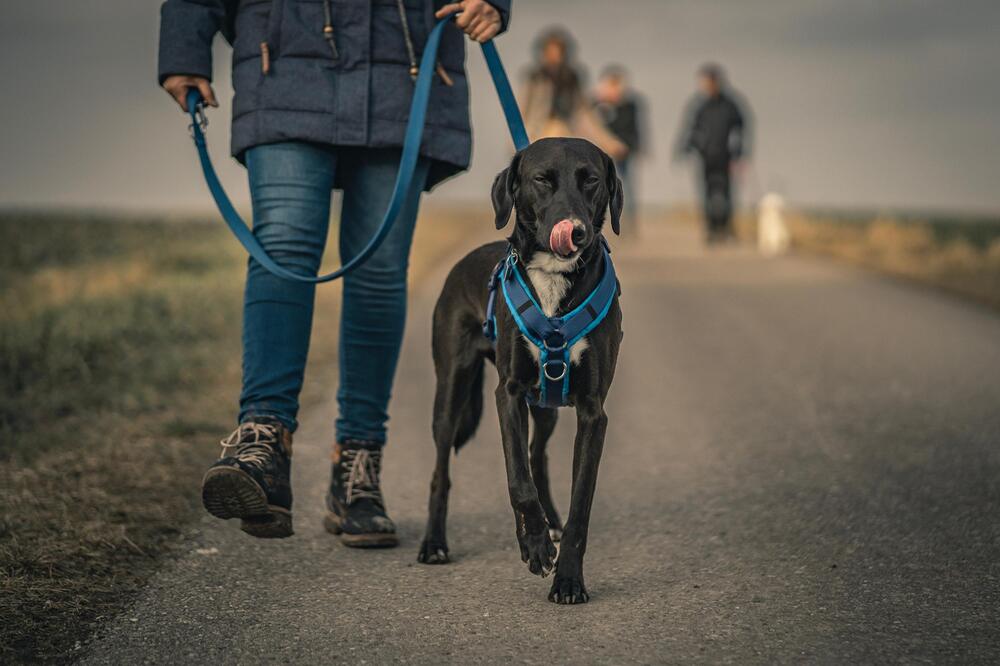 Hundesteuer nicht zu zahlen, ist ordnungswidrig.