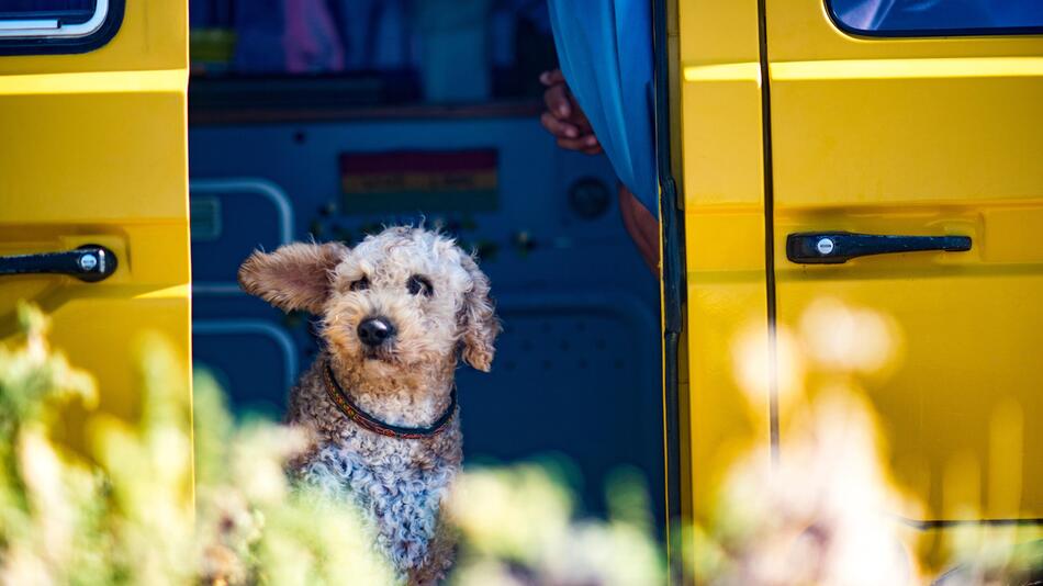 In Alaska gibt es einen Bus extra für Hunde.