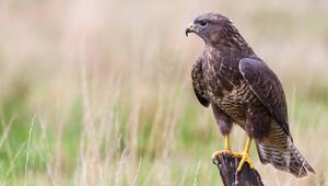 Greifvögel, Habicht, Bussard, Milan, Sperber, Gefieder, Form, Wald, Beute, Unterschiede