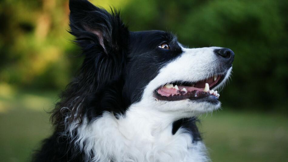 Border Collie rettet Jungen das Leben.