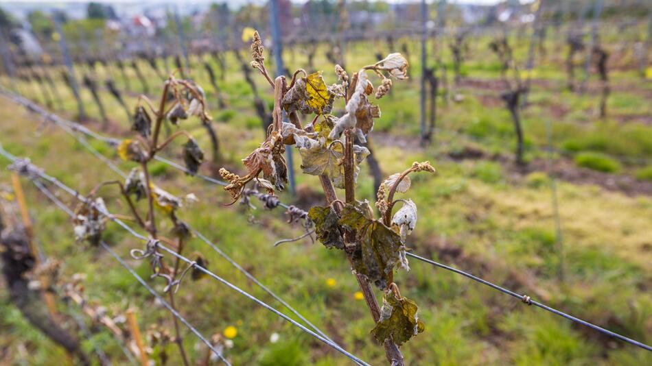 Frostschäden an Weinreben