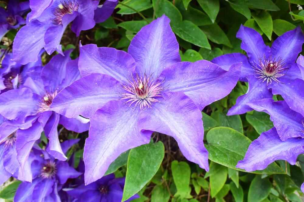 Clematis