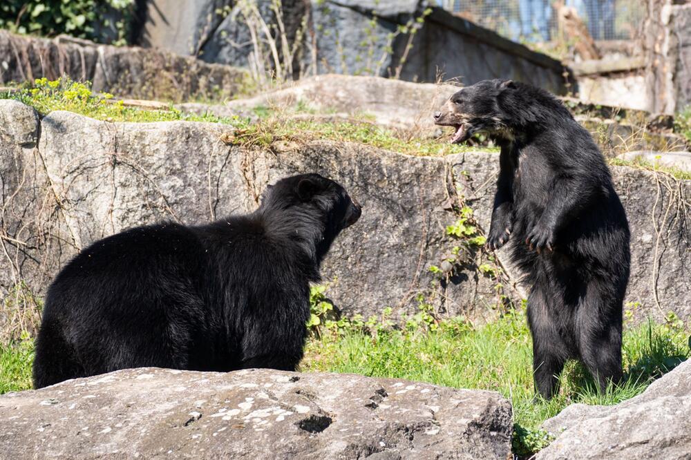Brillenbär Hubärt zu Gast in Stuttgart