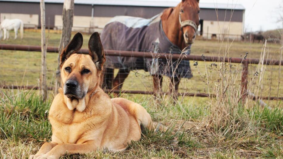 Hund beißt Pferd in Hessen.