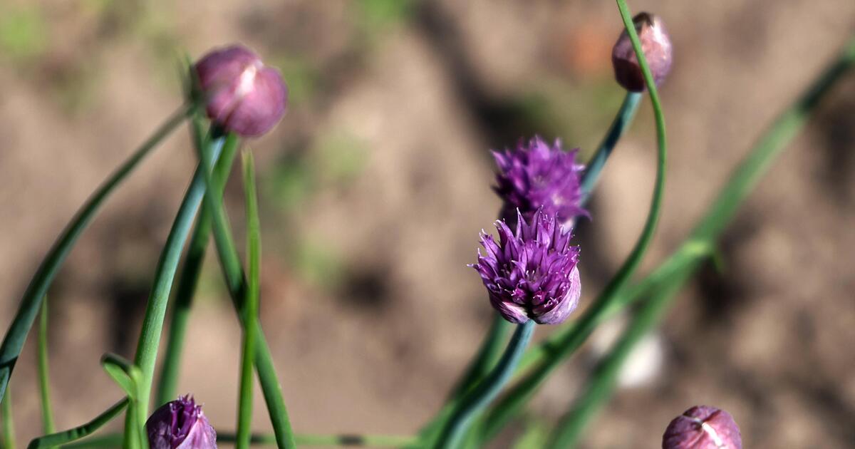 Schnittlauchblüten: Wie schmecken sie und sind sie essbar? | 1&1 Schnittlauchblüten: Wie schmecken sie und sind sie essbar? | 1&1