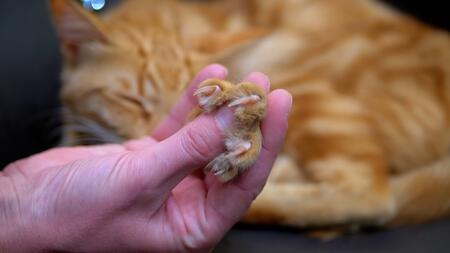 Wann Krallenschneiden bei Katzen nötig ist