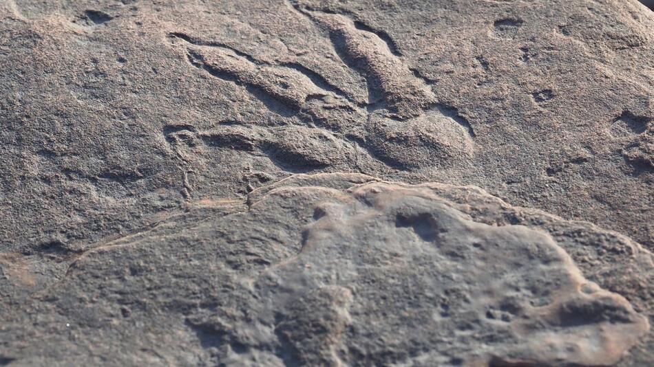 Dinosaurier-Fußabdruck in Wales entdeckt