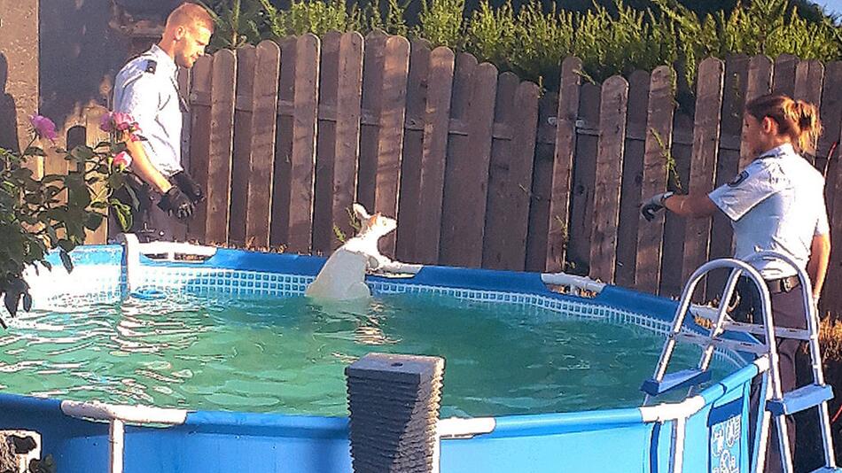 Känguru im Pool