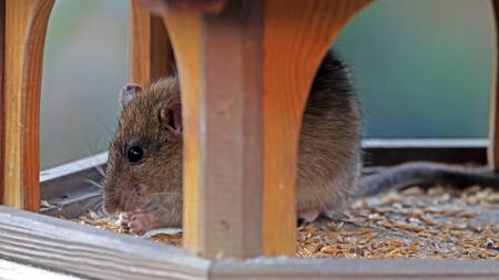Ratten im Vogelhaus entdeckt? So werden Sie sie wieder los