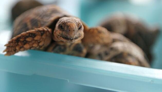 Indische Sternschildkröte