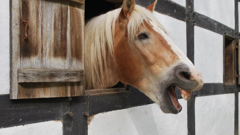Pferde vermeiden eigentlich Geräusche.