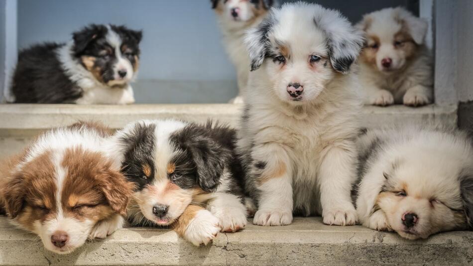 106 Hunde und Welpen in Missouri befreit.