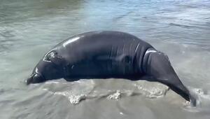 Akrobatik im Flachwasser: Seekuh rollt durch Gewässer in Florida