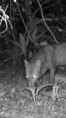 Phantom im Amazonasgebiet: Kameras enthüllen Geheimnisse des Kurzohrfuchses