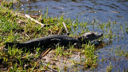 Vechta sucht nach einem Alligator