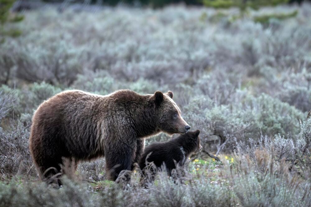 Berühmter Grizzly 399 in den USA getötet