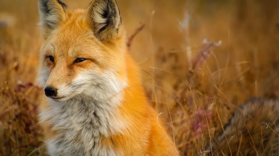 Der Aggro-Fuchs attackierte ohne Rücksicht.