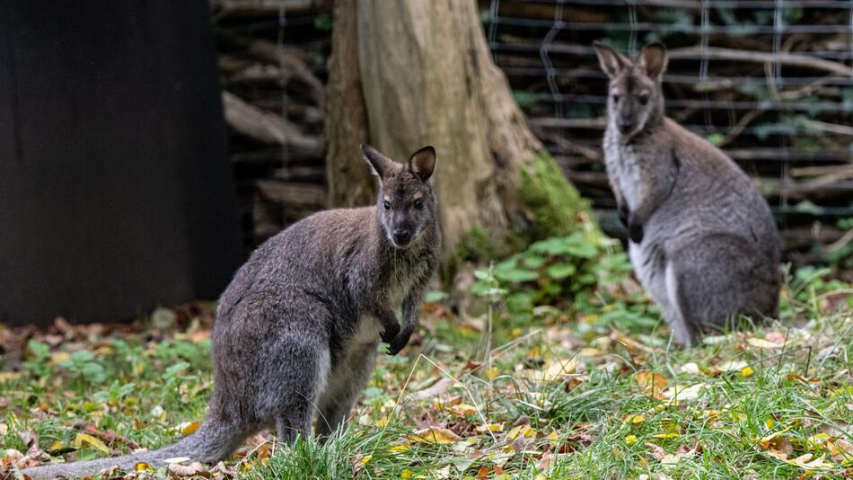 Bennett-Kängurus Tierpark in Luckenwalde