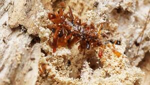 Knochensammler-Raupe trägt Überreste ihrer Beute als Tarnung