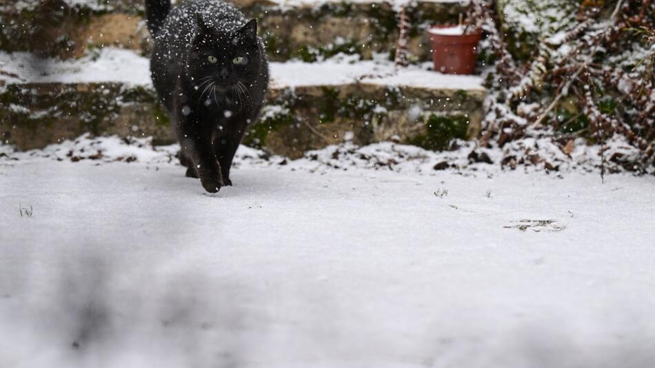 Eine schwarze Katze läuft durch den Schnee