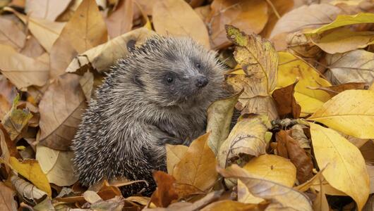 Ein europäischer Igel in einem Garten, der auf einem Haufen herbstfarbener Blätter ruht.