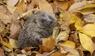 Ein europäischer Igel in einem Garten, der auf einem Haufen herbstfarbener Blätter ruht.