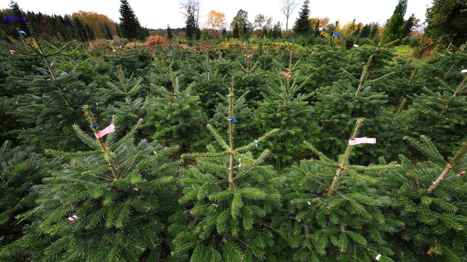 Verband: Baum in München teurer als ab Hof im Odenwald