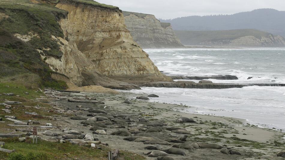 See-Elefanten nehmen nach «Shutdown» Strand ein