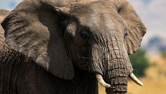 Elefant. 