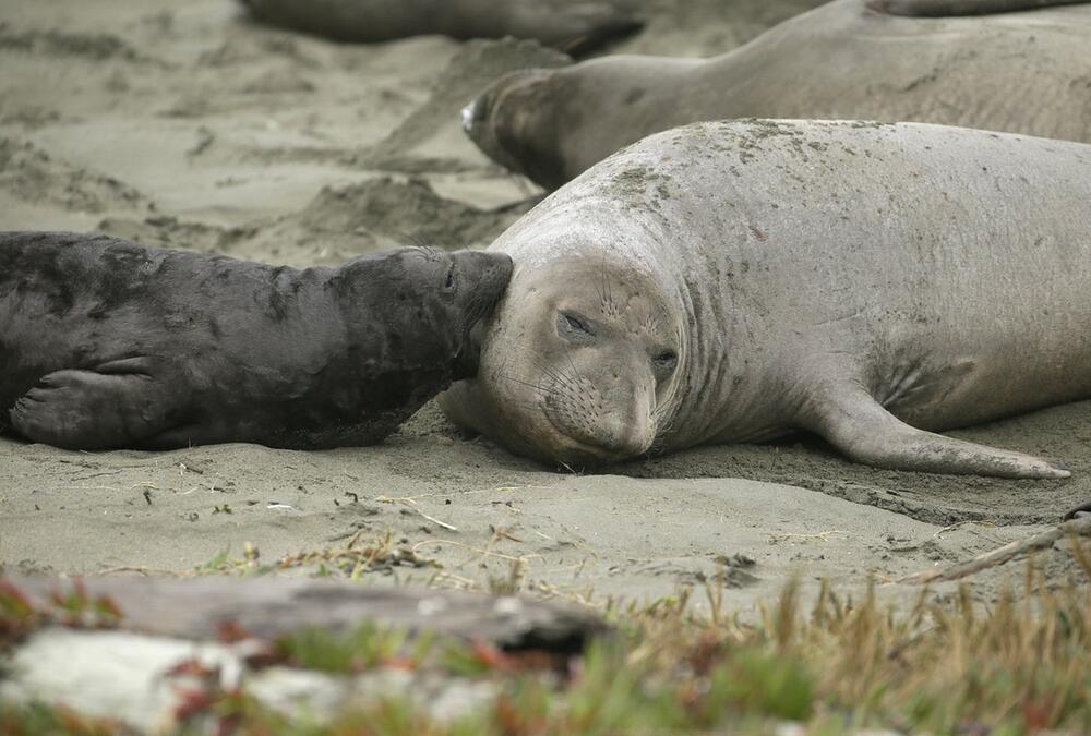 See-Elefanten nehmen nach «Shutdown» Strand ein