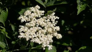 holunderblüten ernten