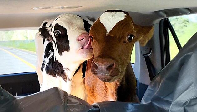 Heu im Fond: Vater und Tochter fahren 1.000 Kilometer mit Kälbern auf dem Rücksitz