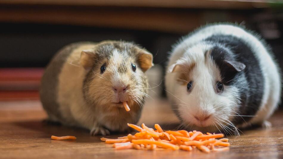 In Spanien sollen Meerschweinchen verboten werden.