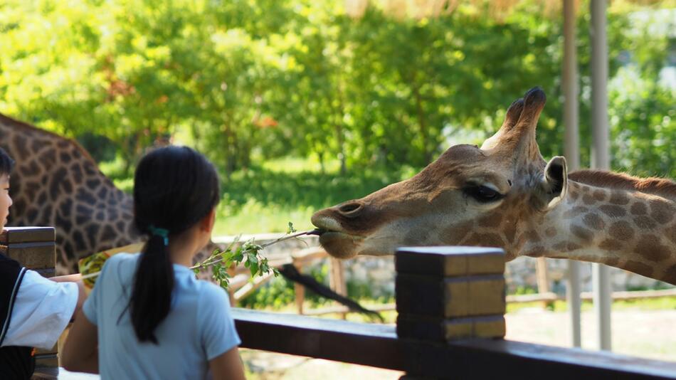 Sind Zoos Tierquälerei oder nicht?