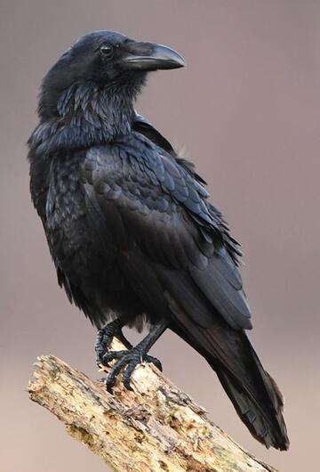 Vogelkunde, Krähe, Rabe, Schwalbe, verwechseln, ähnlich, Unterschiede, heimisch, Merkmale