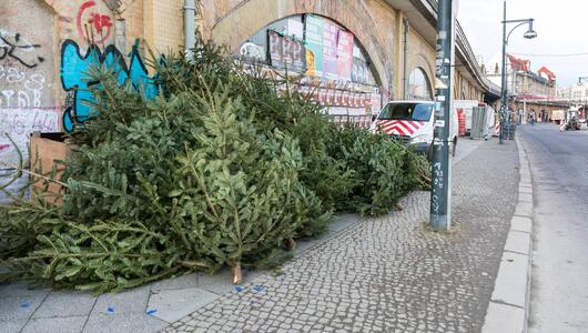 Weihnachtsbäume 