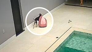 Bloß nicht nass werden: Kluge Hündin rettet ihr Bett vor dem Regen