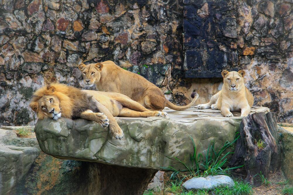 Tierschützer sprechen sich gegen Zoos aus.