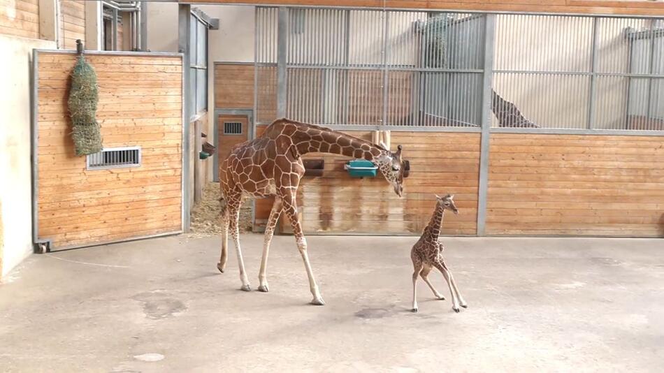 Babyglück im Opel-Zoo: Das neue Giraffenbaby heißt "Sonnenschein"