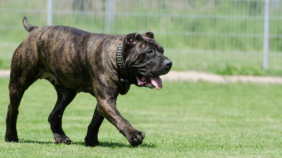 Ein Hund wurde aus dem Tierheim einführt.