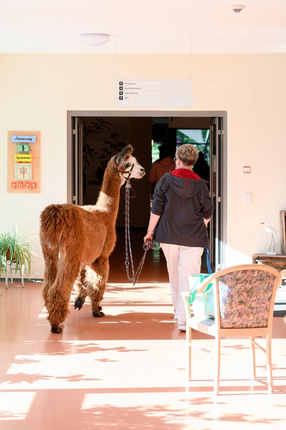 Therapie-Alpakas und Lamas im Seniorenheim Rudolstadt