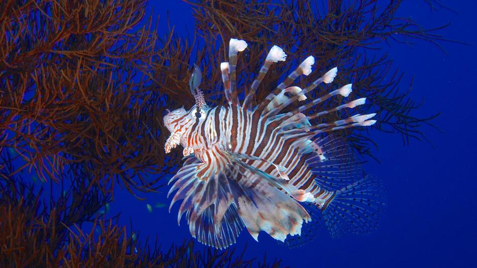 Pterois miles