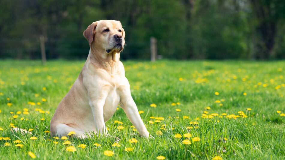 Labrador hilft Mord aufzuklären.